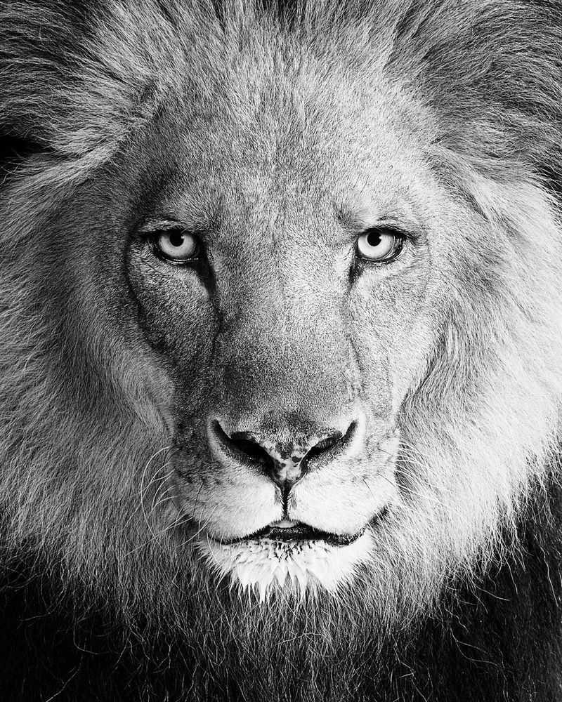 Randal Ford, ‘Lion No. 1 (BW) (Small)’, 2025, Print, Digital C-Print on Archival Photographic Paper, null, 