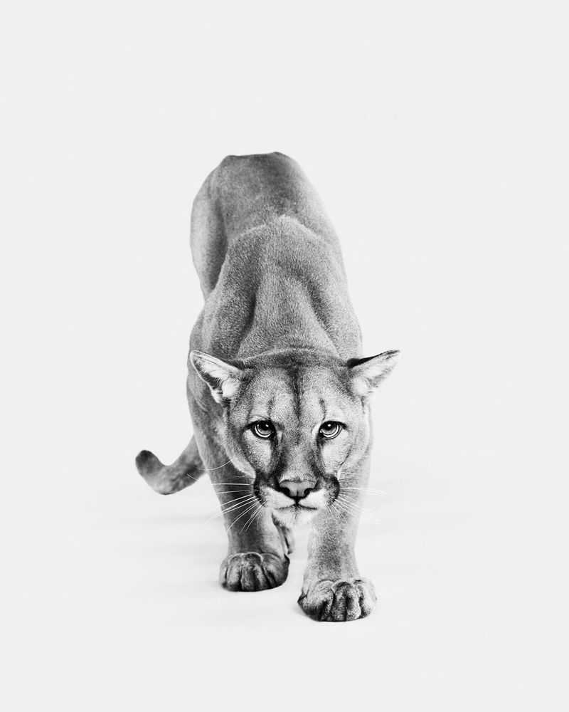 Randal Ford, ‘Mountain Lion No. 1 (BW) (Large)’, 2024, Print, Digital C-Print on Archival Photographic Paper, null, 