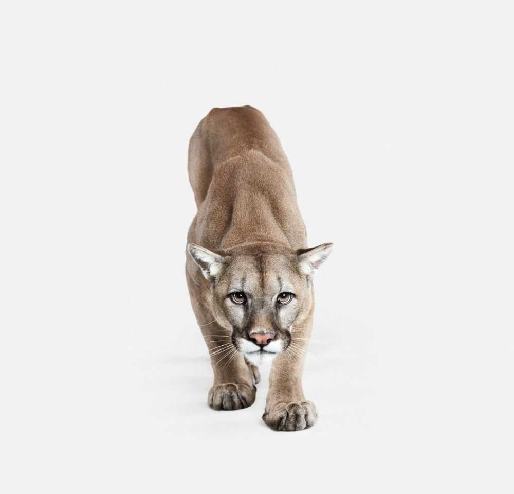 Randal Ford, ‘Mountain Lion No. 1 (Small)’, 2018, Print, Digital C-Print on Archival Photographic Paper, null, 