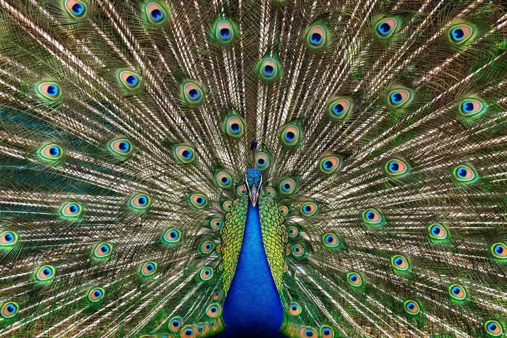 Randal Ford, ‘Peacock No. 2 (Large)’, 2023, Print, Digital C-Print on Archival Photographic Paper, null, 