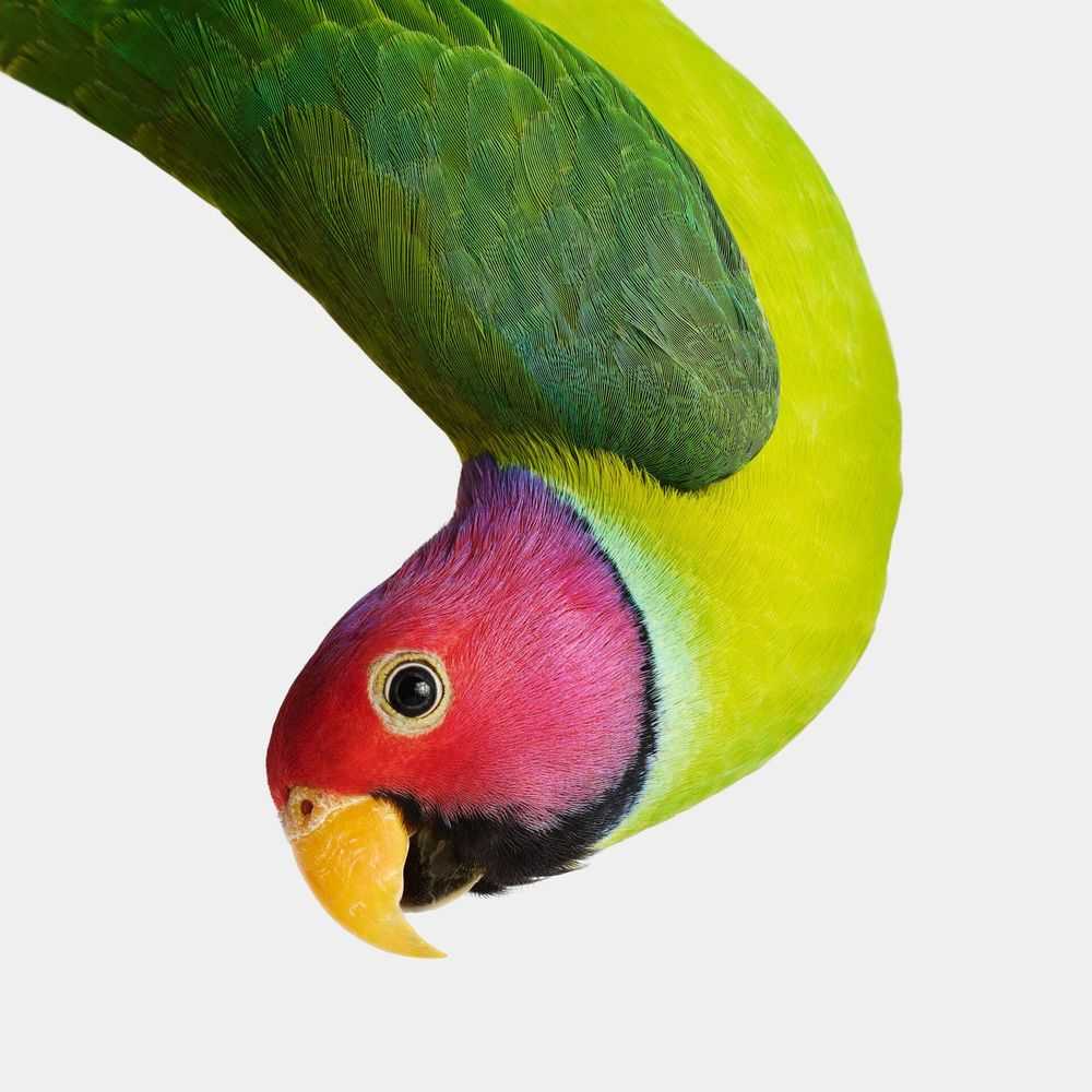 Randal Ford, ‘Plum-Headed Parakeet (Small)’, 2023, Print, Digital C-Print on Archival Photographic Paper, null, 