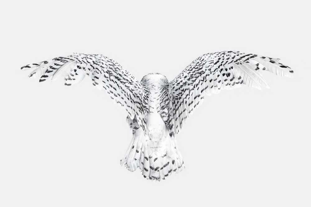 Randal Ford, ‘Snowy Owl Wings (Large)’, 2018, Print, Digital C-Print on Archival Photographic Paper, null, 