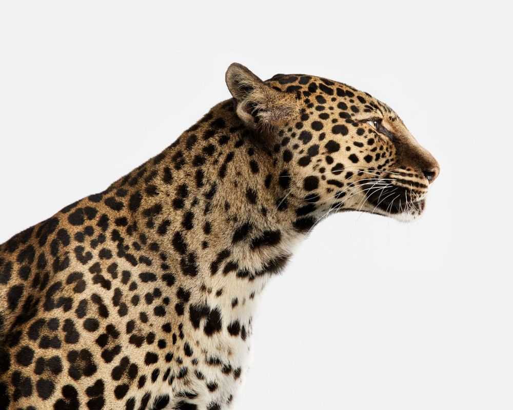 Randal Ford, ‘Spotted Leopard No. 1 (Medium)’, 2018, Print, Digital C-Print on Archival Photographic Paper, null, 
