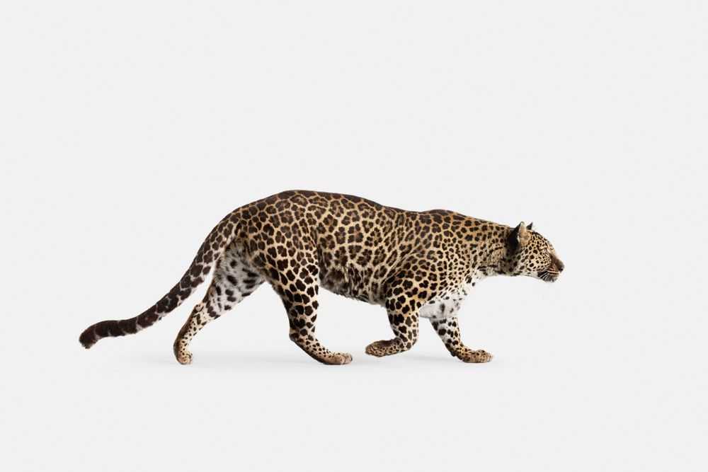 Randal Ford, ‘Spotted Leopard No. 3 (Medium)’, 2018, Print, Digital C-Print on Archival Photographic Paper, null, 
