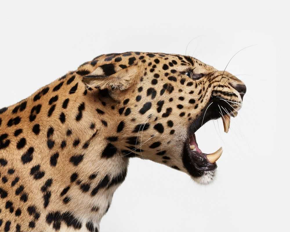 Randal Ford, ‘Spotted Leopard Snarl (Large)’, 2018, Print, Digital C-Print on Archival Photographic Paper, null, 