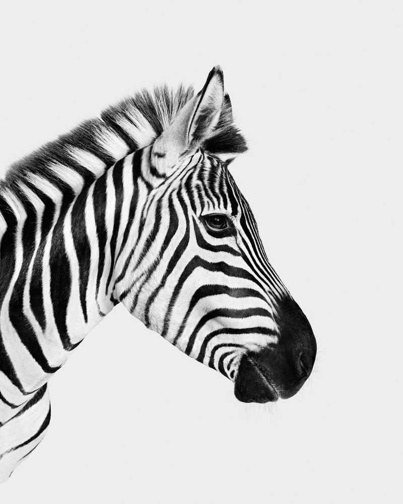 Randal Ford, ‘Zebra Profile (BW) (Small)’, 2024, Print, Digital C-Print on Archival Photographic Paper, null, 