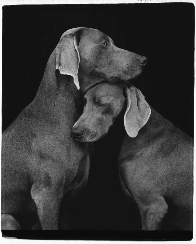 Wiliam Wegman, ‘Friends’, 2010, Print, Archival pigment print, on Museo Silver Rag., null, Numbered, Dated