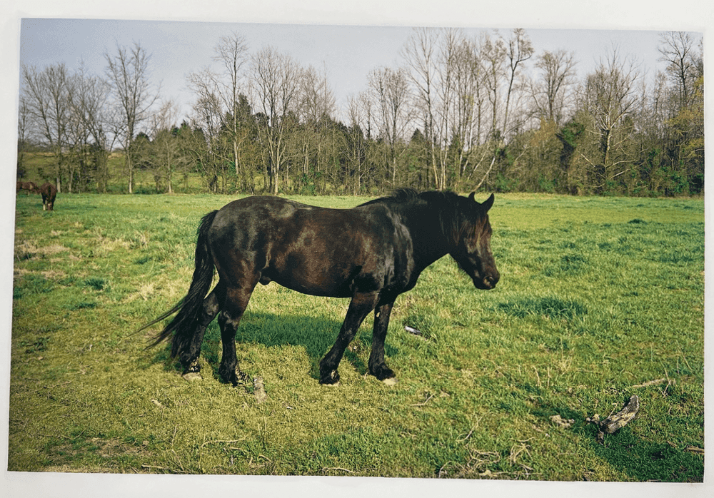 William Eggleston, ‘Horse’, 1981, Print, Vintage Dye Transfer Print, Lunn Ltd., 