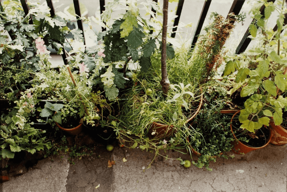 Wolfgang Tillmans, ‘Plant Life’, 2005, Print, C-type print on photo paper, null, Numbered, Dated