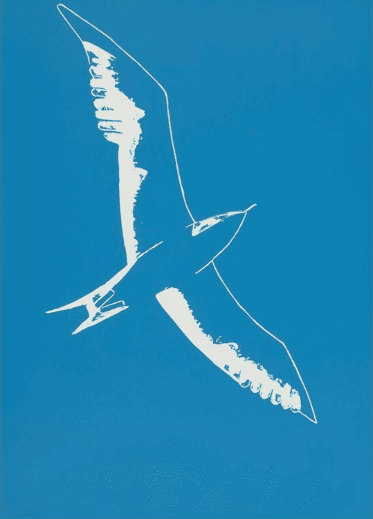 Seagull