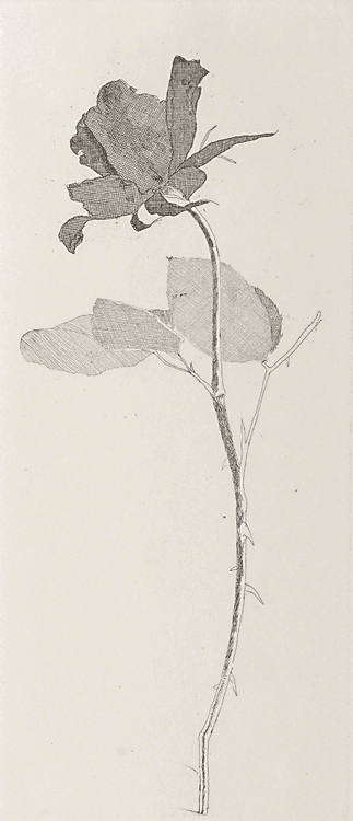 The Rose And The Rose Stalk