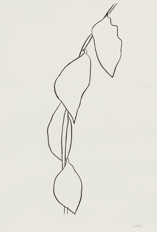 Lemon Branch