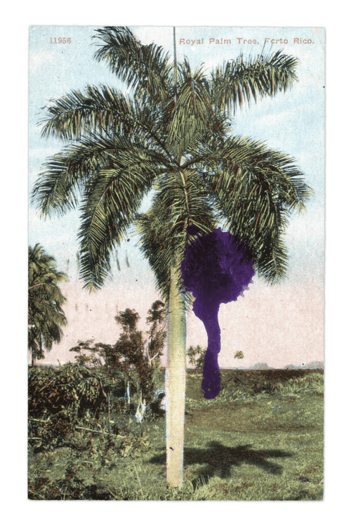 Royal Palm