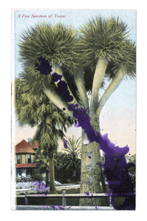 Specimen of Yucca