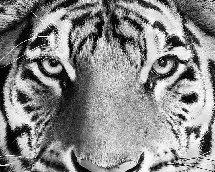 Bengal Tiger No. 4 (BW) (Large)