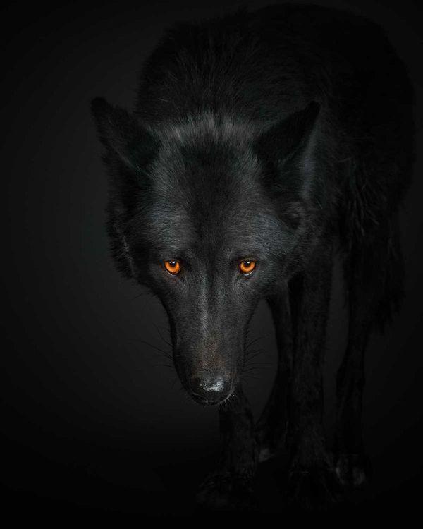 Black Wolf No. 1 (Small)
