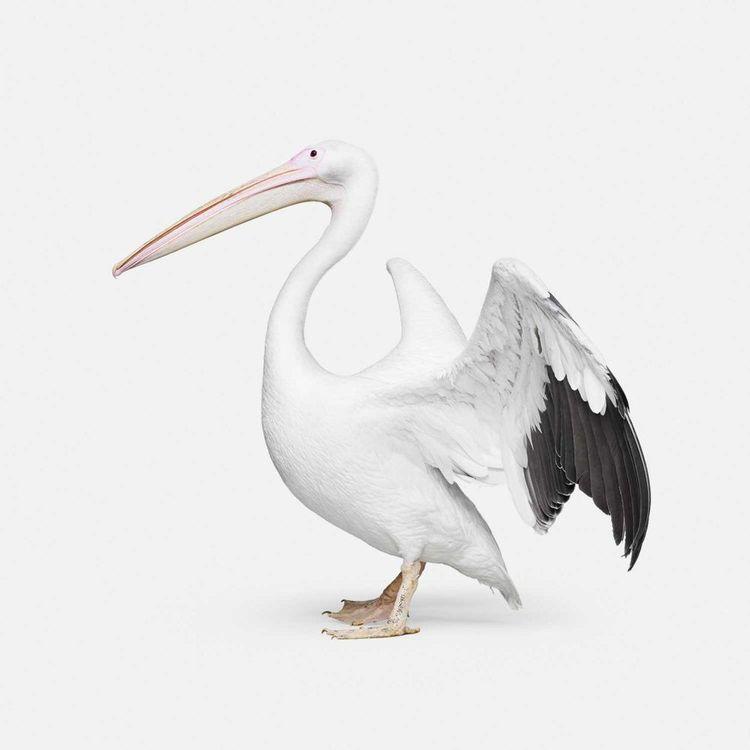Great White Pelican No. 2 (Small)