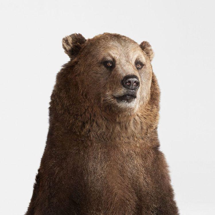 Grizzly Bear Portrait (Small)
