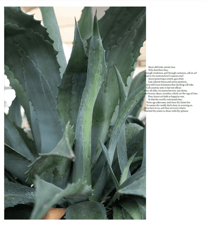 Agave