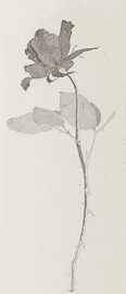 The Rose And The Rose Stalk