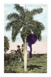 Royal Palm