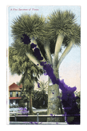 Specimen of Yucca