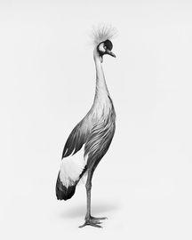 African Crane No. 1 (BW) (Large)