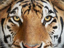Bengal Tiger No. 4 (Large)