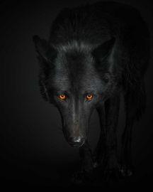 Black Wolf No. 1 (Medium)