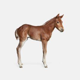 Foal No. 1 (Medium)