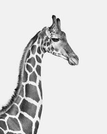 Giraffe No. 1 (BW) (Small)