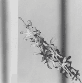 Orchid