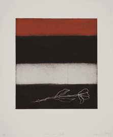 White Rose Red