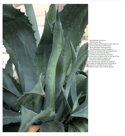 Agave