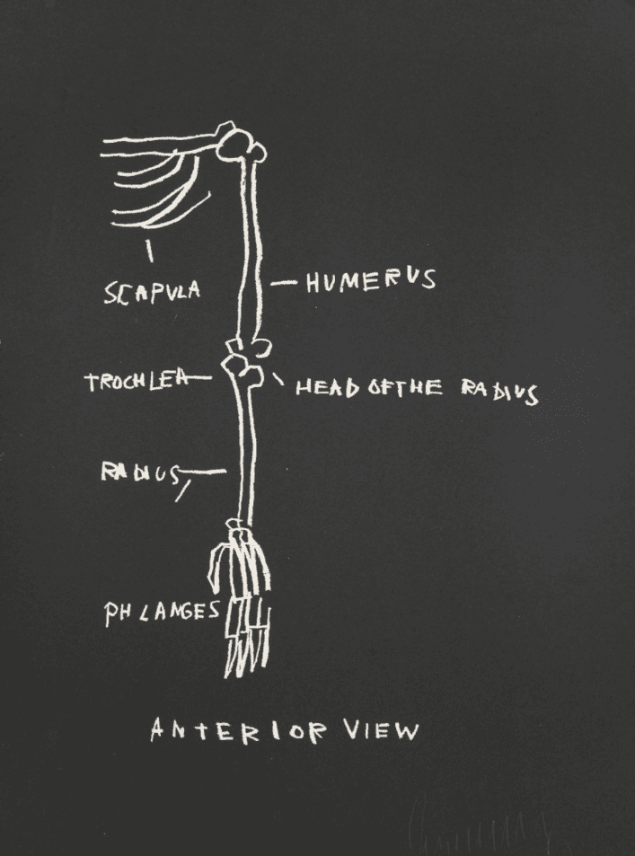 Jean-Michel Basquiat, ‘Anterior View from the Anatomy Series’, 1982, Print, Screenprint on Arches 88 paper, null, Numbered