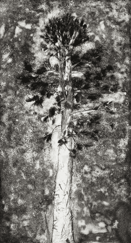 Jim Dine, ‘The Pine in a Storm of Aquaint’, 1978, Print, Etching and aquatint on Rives paper, Pace Editions, Inc., Numbered, Dated