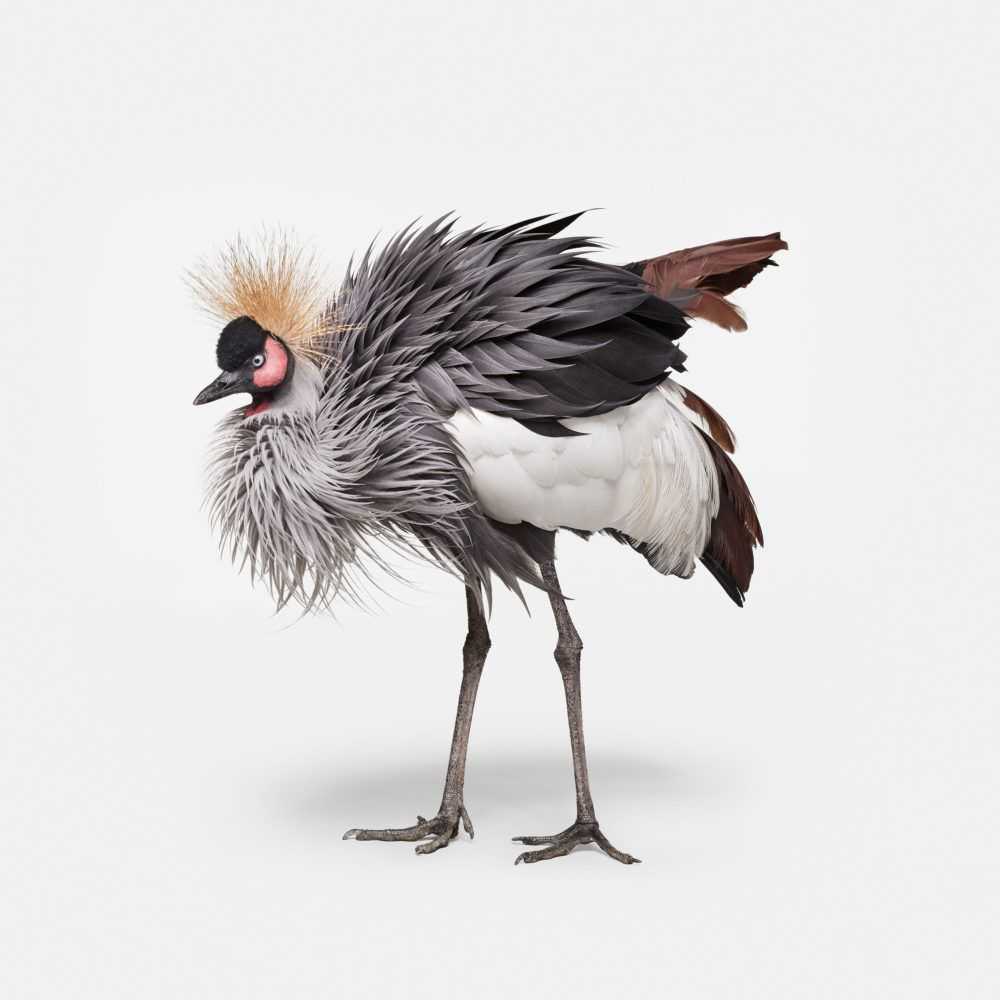 Randal Ford, ‘African Crane No. 2 (Small)’, 2018, Print, Digital C-Print on Archival Photographic Paper, null,