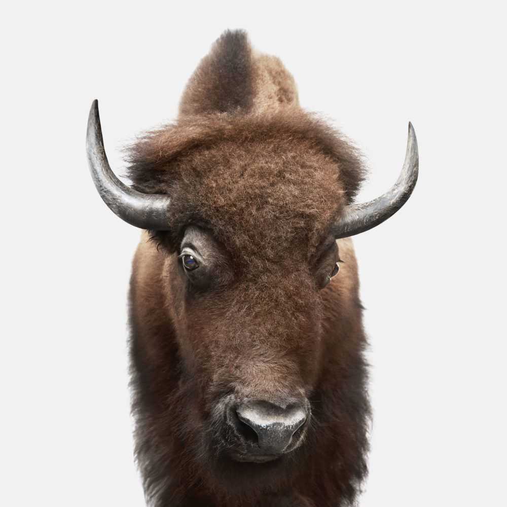 Randal Ford, ‘American Buffalo (Medium)’, 2018, Print, Digital C-Print on Archival Photographic Paper, null,