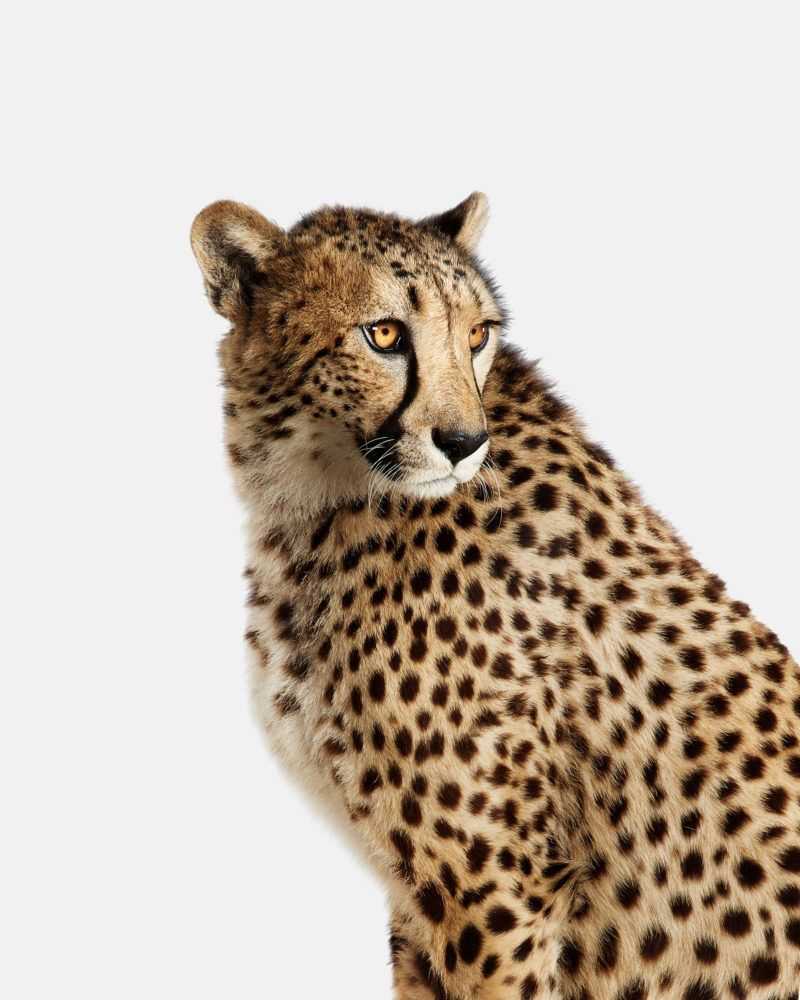 Randal Ford, ‘Cheetah No. 1 (Large)’, 2018, Print, Digital C-Print on Archival Photographic Paper, null,