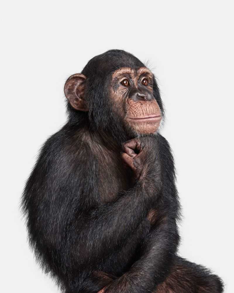Randal Ford, ‘Chimpanzee No. 1 (Small)’, 2018, Print, Digital C-Print on Archival Photographic Paper, null,