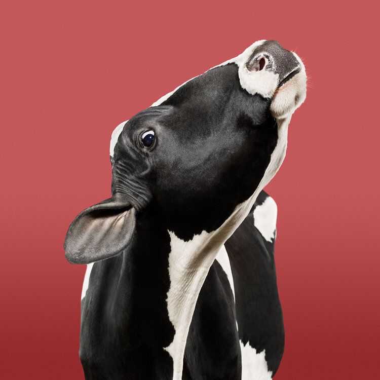 Randal Ford, ‘Cow on Red (Large)’, 2018, Print, Digital C-Print on Archival Photographic Paper, null,