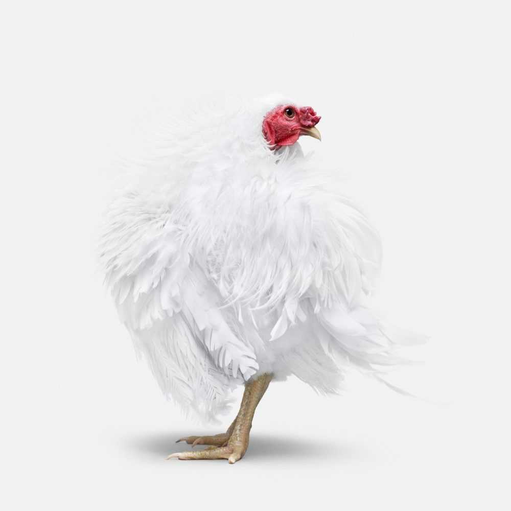 Randal Ford, ‘Frazzle Chicken No. 1 (Small)’, 2018, Print, Digital C-Print on Archival Photographic Paper, null,