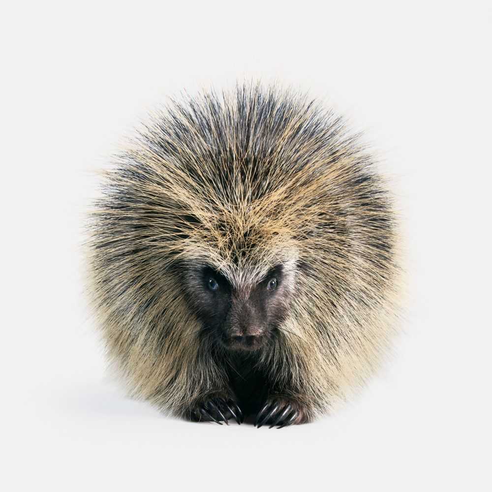 Randal Ford, ‘North American Porcupine (Large)’, 2018, Print, Digital C-Print on Archival Photographic Paper, null,