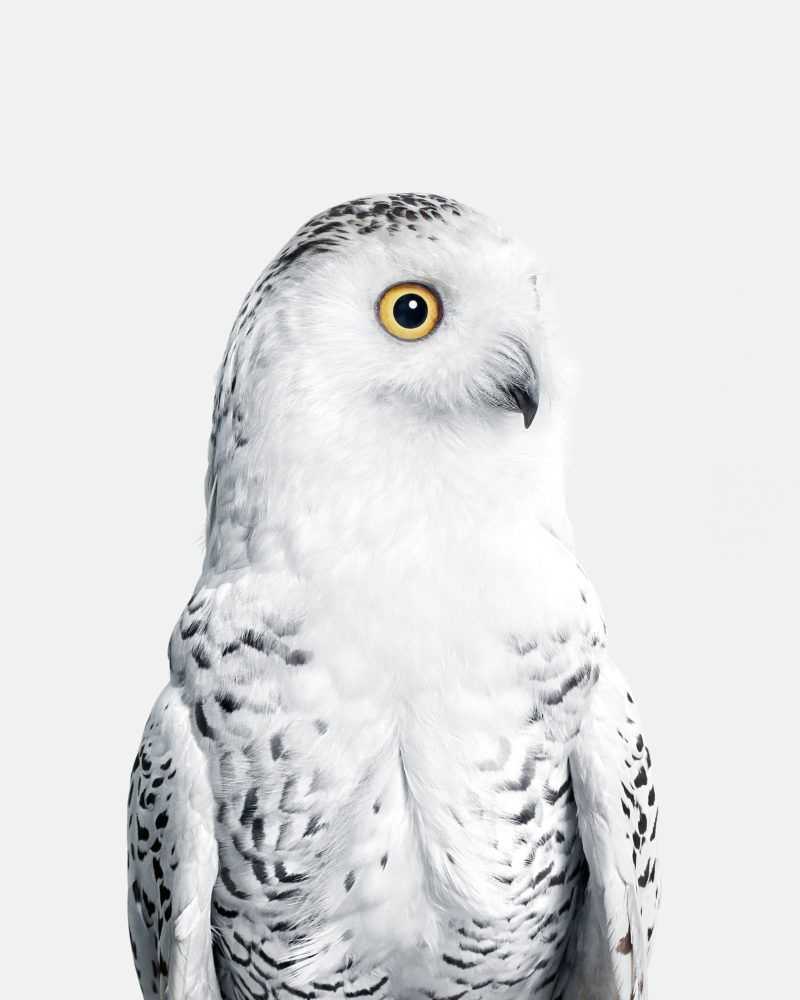 Randal Ford, ‘Snowy Owl No. 1 (Large)’, 2018, Print, Digital C-Print on Archival Photographic Paper, null,