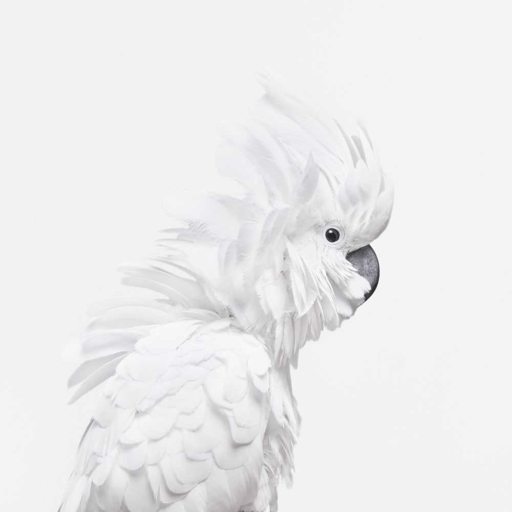 Randal Ford, ‘White Cockatoo (Small)’, 2018, Print, Digital C-Print on Archival Photographic Paper, null,
