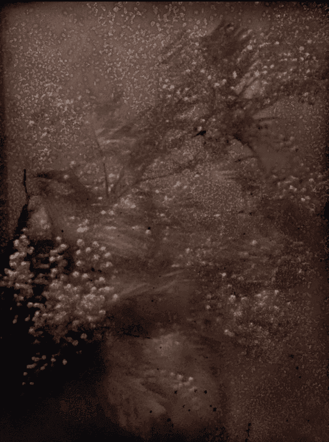 Sarah Moon, ‘Mimosas’, 2021, Print, Carbon Print., null, Numbered, Dated
