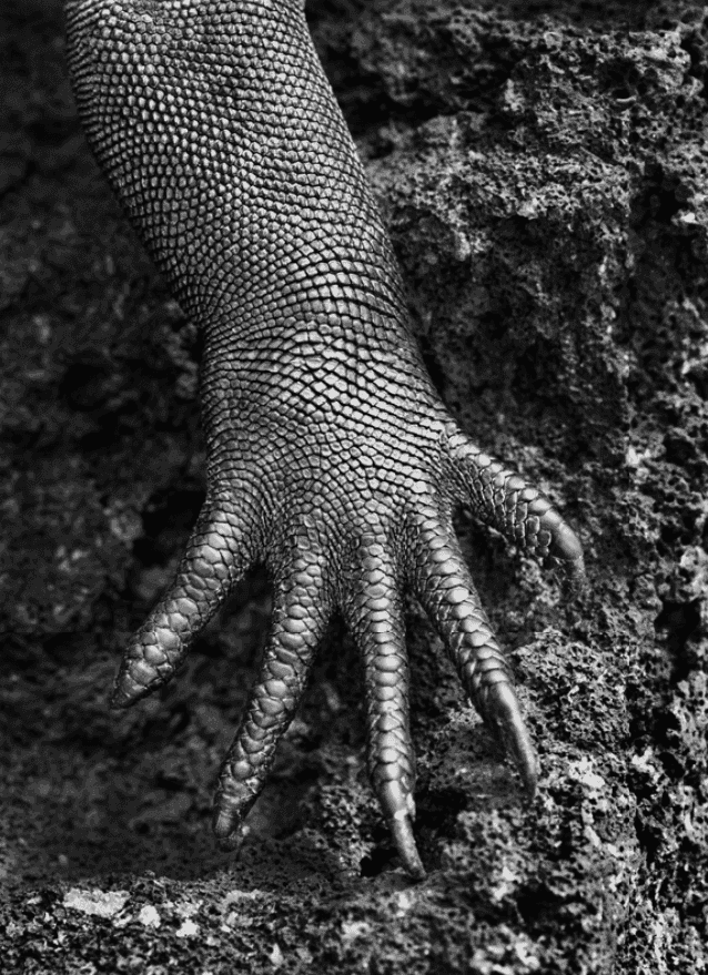Sebastiao Salgado, ‘Marine Iguana, Galapagos Islands, Ecuador’, 2004, Print, Platinum-Palladium Print, null, Dated