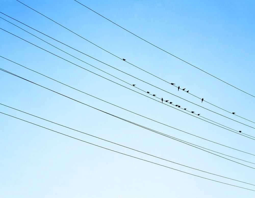 Chris Frazer Smith, ‘Resting Birds (Large)’, 2000, Print, C-Type Matte Print, null,