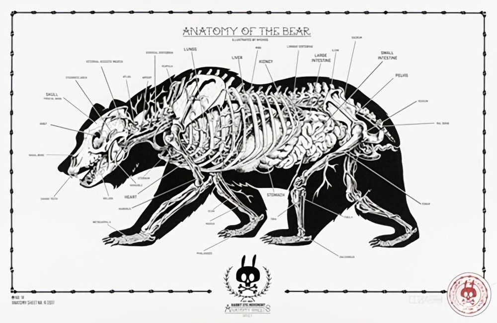 Nychos, ‘Anatomy Of The Bear - Anatomy Sheet No. 14’, 2017, Print, Screen Print, Rabbiteye Movement, Numbered