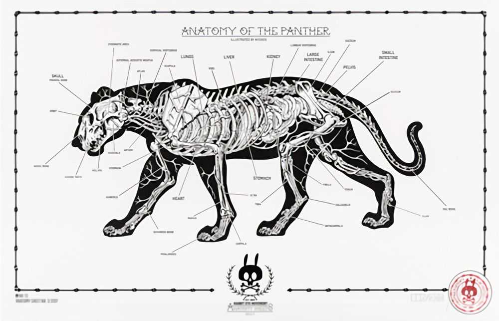 Nychos, ‘Anatomy Of The Panther: Anatomy Sheet No. 13’, 2017, Print, Screen Print, Rabbiteye Movement, Numbered